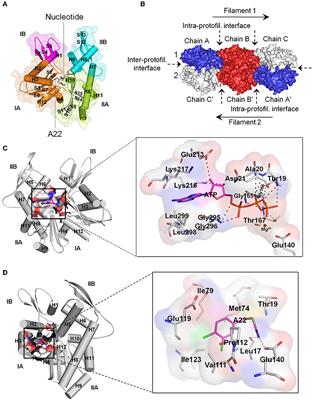 Status of Targeting MreB for the Development of Antibiotics